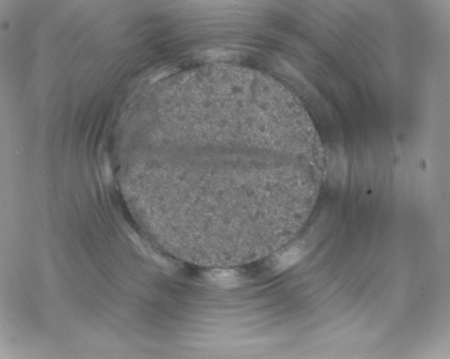 X0000077350189200611171907