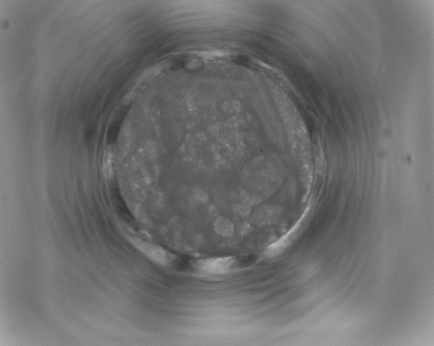 X0000077350191200611171907