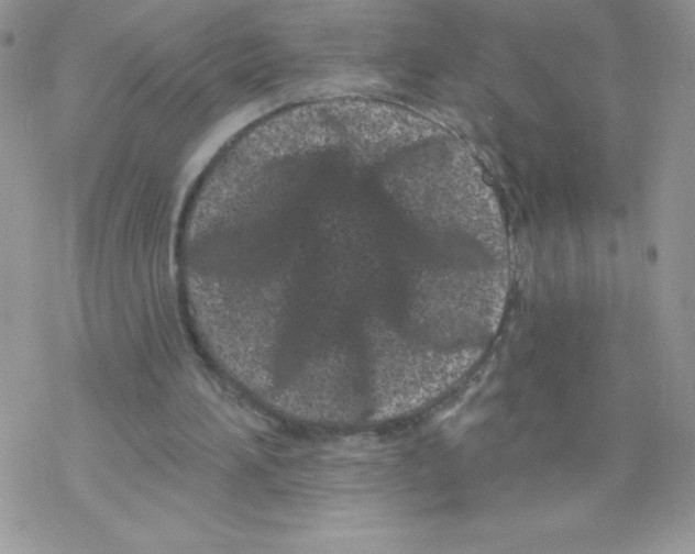 X0000077350196200611171906