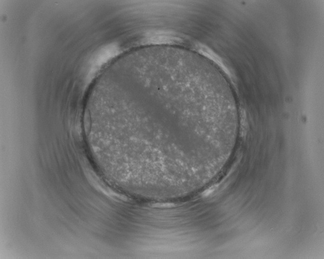 X0000077350203200611171906