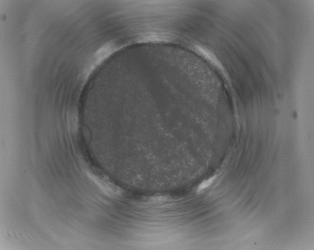 X0000077350204200611171906