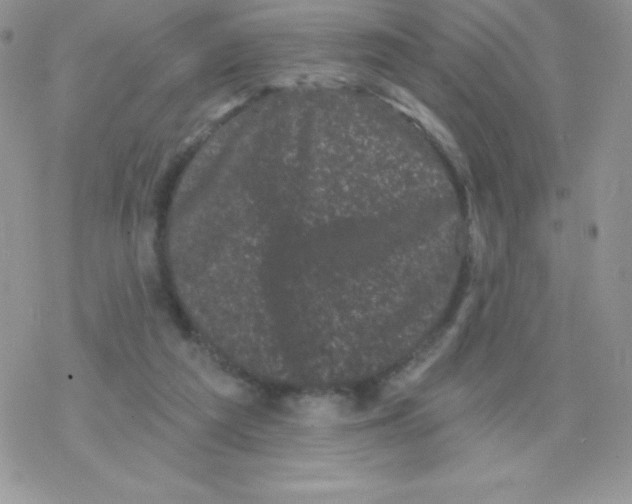 X0000077350209200611171906