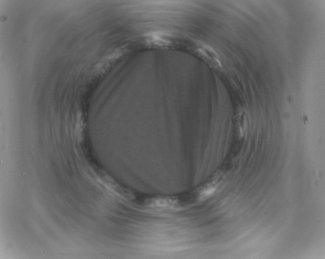 X0000077350223200611171906