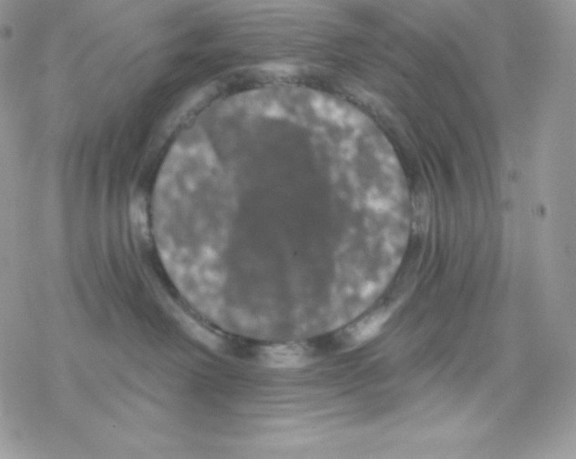 X0000077350238200611171906