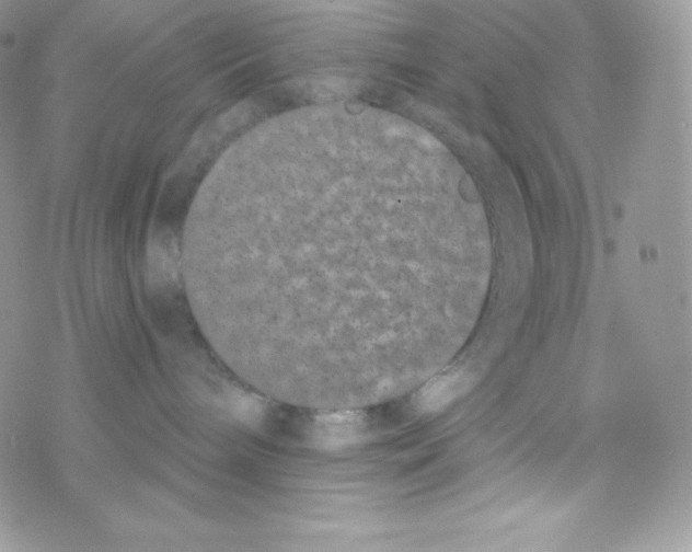 X0000077350240200611171906