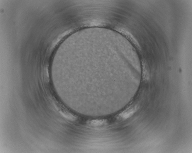 X0000077350251200611171905