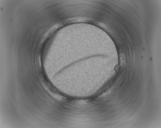 X0000077350254200611171905