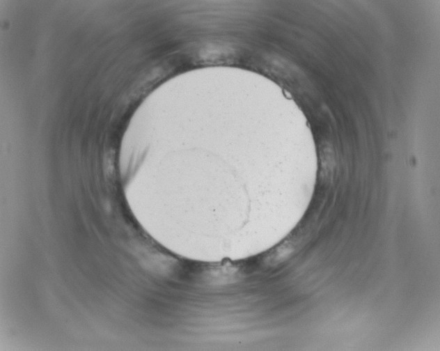 X0000077350278200611171906