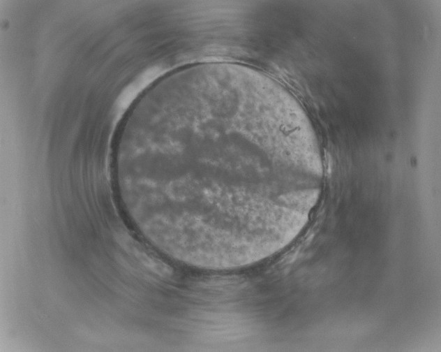 X0000077350292200611171905