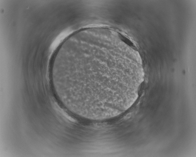 X0000077350296200611171905