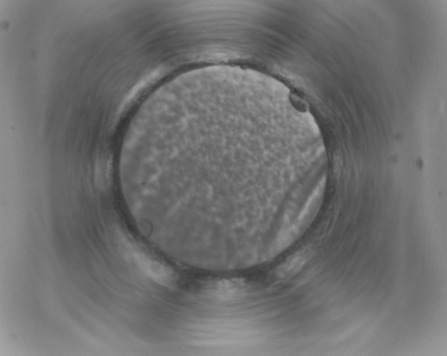 X0000077350304200611171905