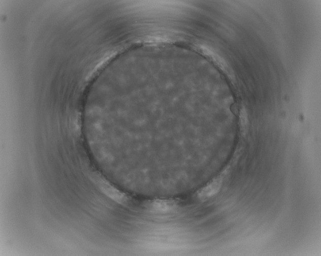 X0000077350305200611171905