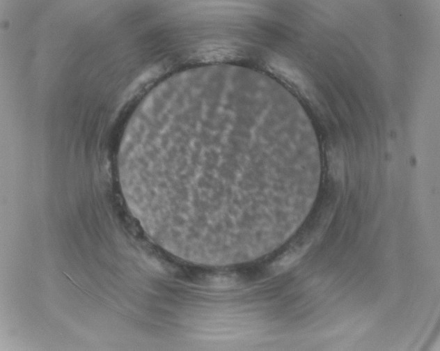 X0000077350308200611171905