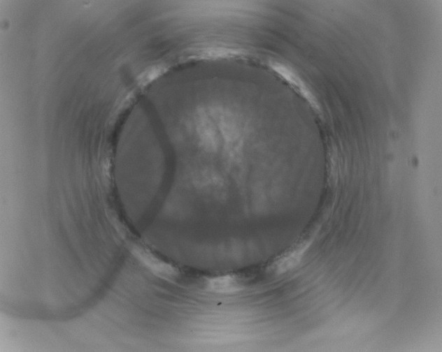 X0000077350309200611171905