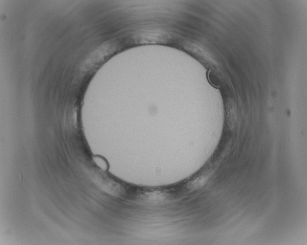 X0000077350310200611171905