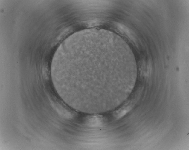 X0000077350316200611171904