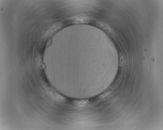 X0000077350318200611171904