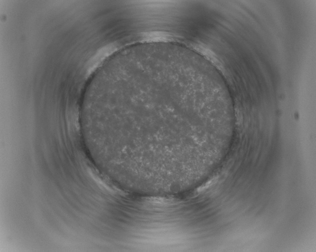 X0000077350347200611171904