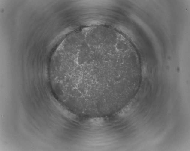 X0000077350353200611171904