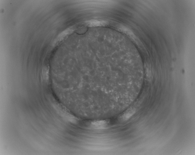 X0000077350357200611171904