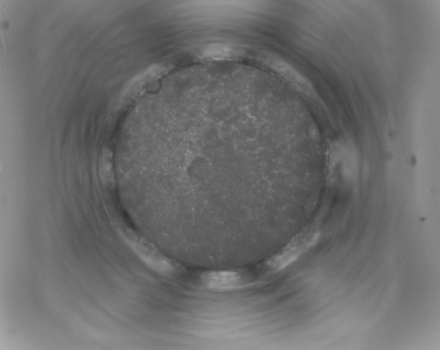 X0000077350361200611171904