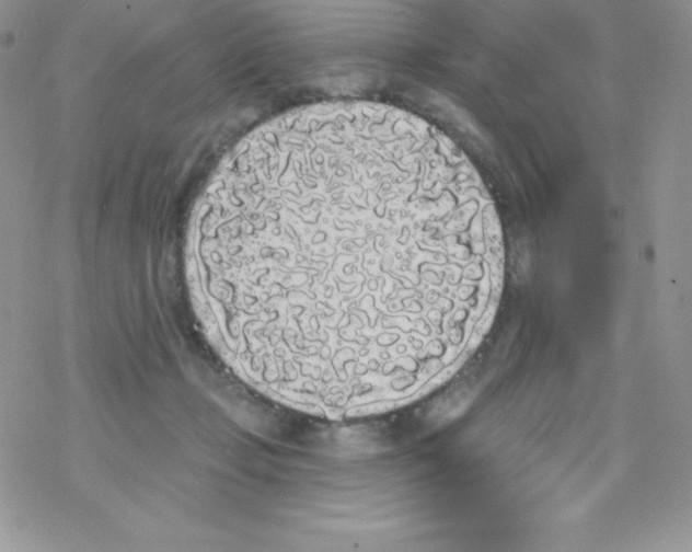 X0000077350365200611171904