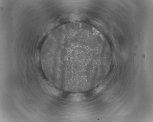 X0000077350367200611171904