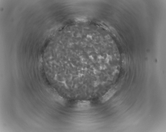 X0000077350369200611171904