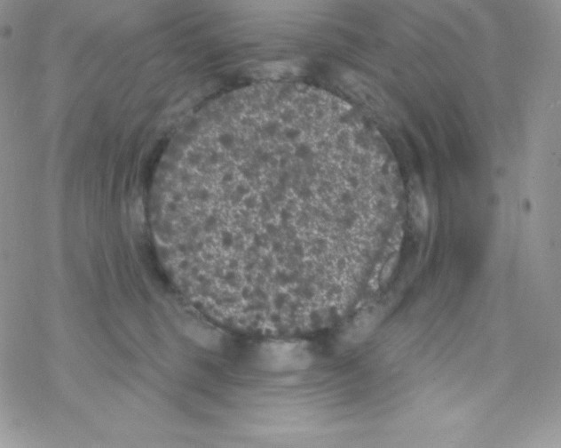 X0000077350375200611171904