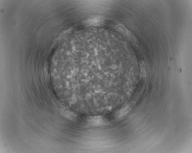 X0000077350377200611171904