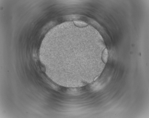 X0000077350381200611171904