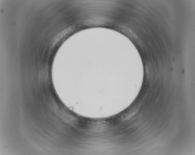 X0000077350396200611171903