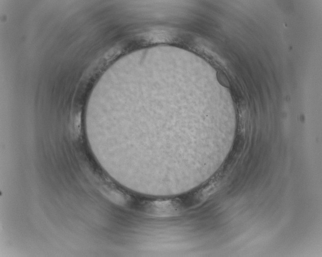 X0000077350406200611171903