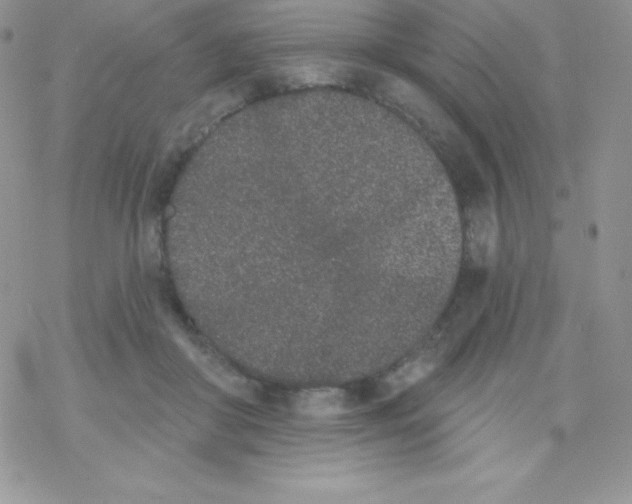 X0000077350410200611171903