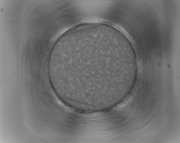 X0000077350433200611171902