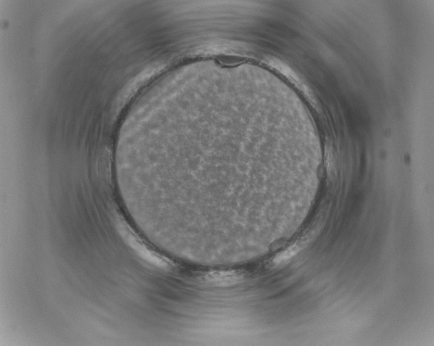 X0000077350445200611171902