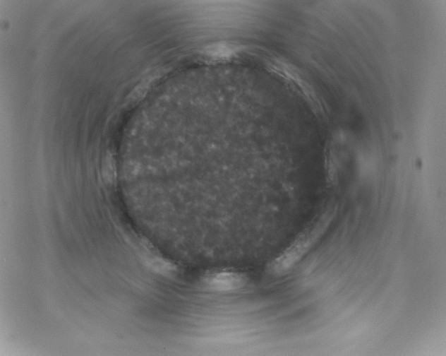 X0000077350467200611171902