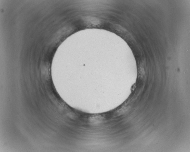 X0000077350468200611171902