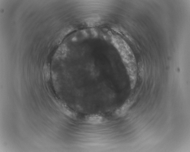 X0000077350471200611171902