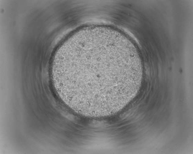 X0000077350487200611171902