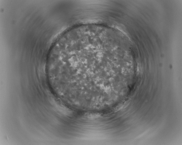 X0000077350491200611171902