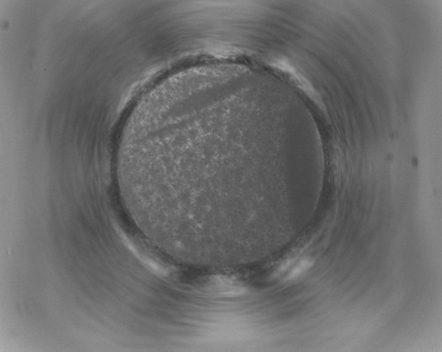 X0000077350496200611171902