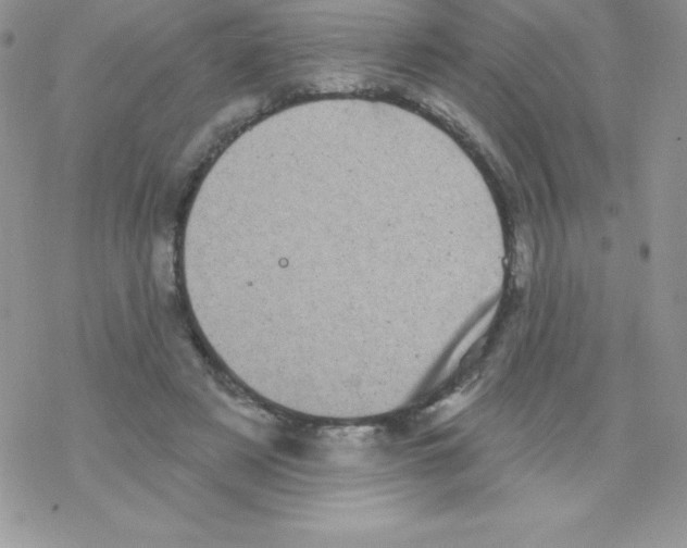 X0000077350497200611171902