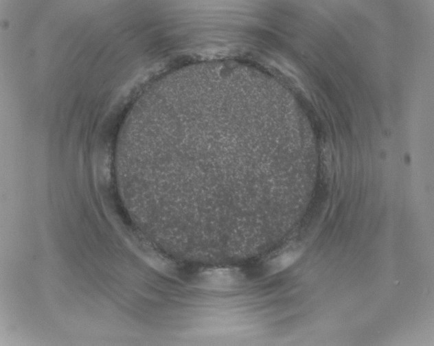 X0000077350499200611171902