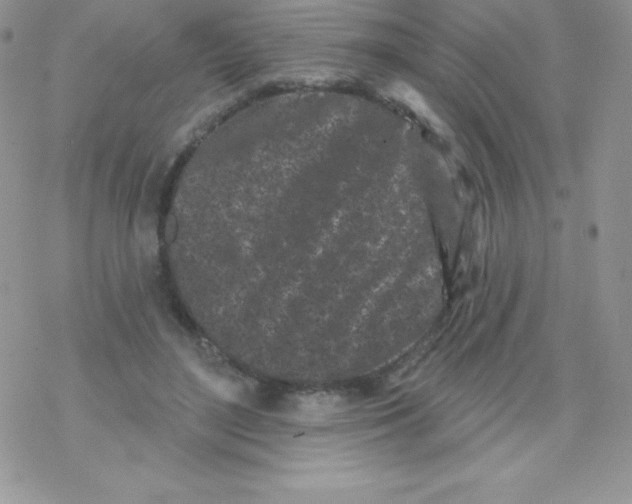 X0000077350500200611171901