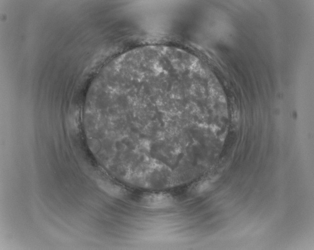 X0000077350503200611171901