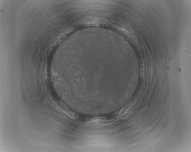 X0000077350504200611171901