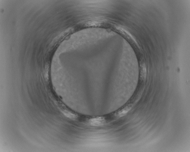 X0000077350505200611171901