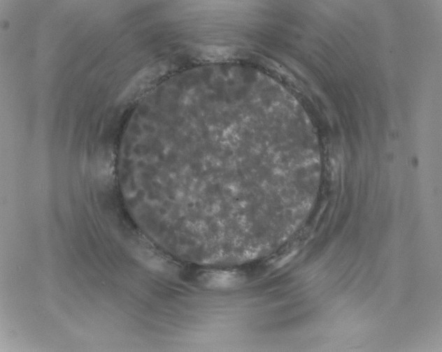 X0000077350507200611171901