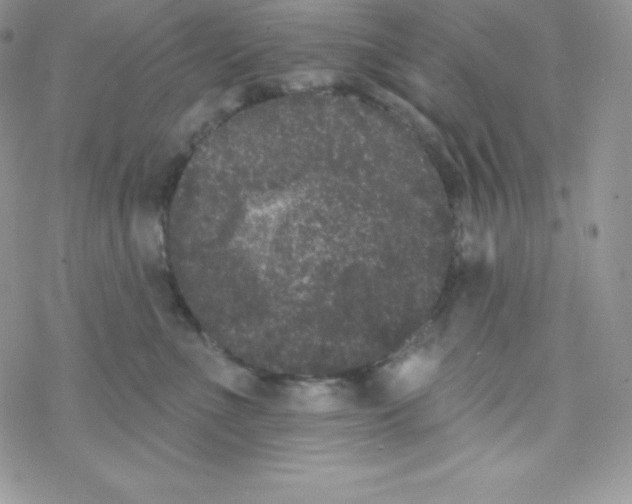 X0000077350523200611171901